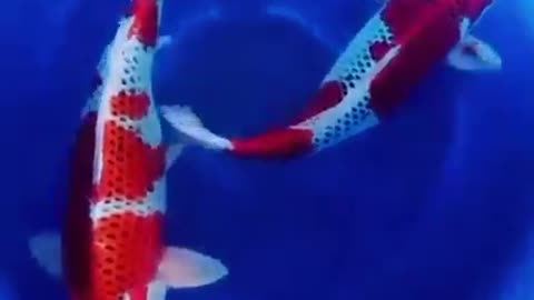 Koi fish