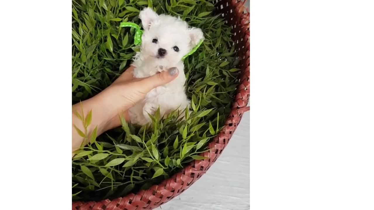 Cute puppy videos -- This will make your day. Funny dog videos