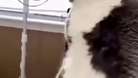 Funny Cats and Dog