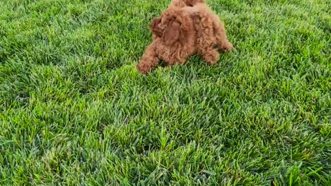 DOGS PLAYING