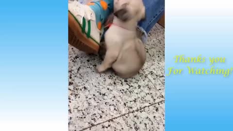 Cute/Thrilled Pets And Funny Animals Compilation