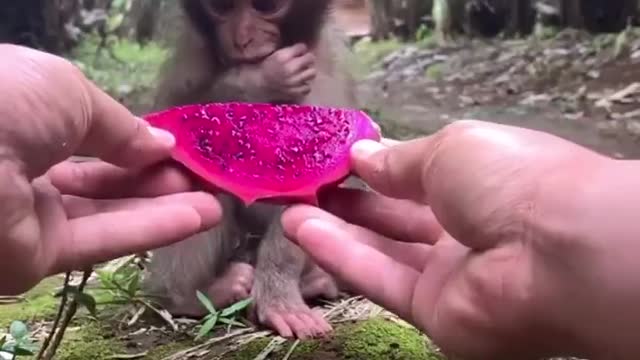 The little monkey eats dragon fruit instead of bananas