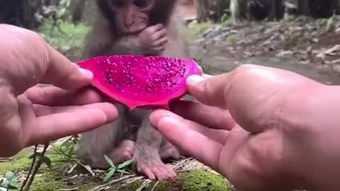 The little monkey eats dragon fruit instead of bananas