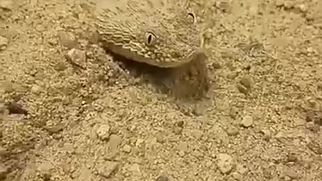 A brown snake about to strike while curled up on sand