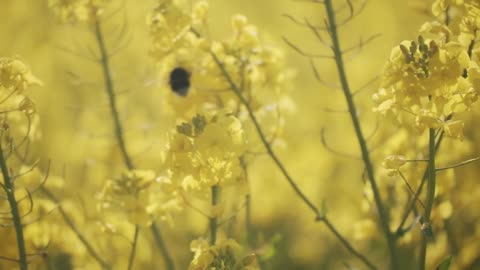 Bumblebee on a flower