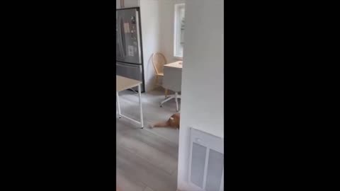 Furry Follies Hilarious Animal Antics in 2023 #11