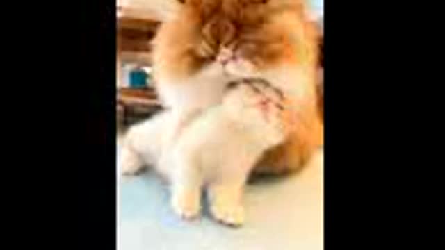 So cute cat baby with her baby