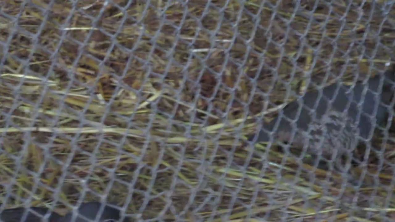 The Mountain quail female lays an egg