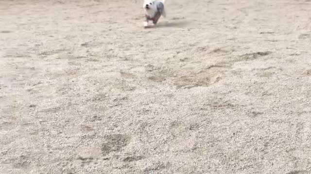 Cute puppy running around