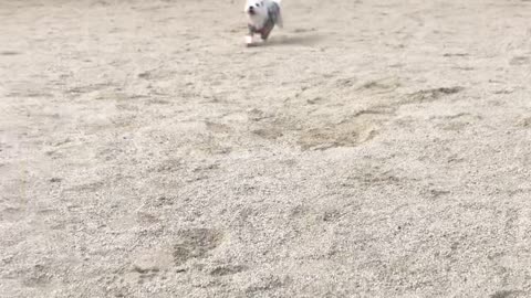 Cute puppy running around