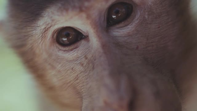 Little monkey eats with passion
