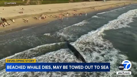 CALIFORNIA Whale dies after washing up on Torrence Beach