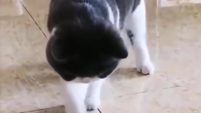 Baby Cats - Cute and 😂 Funny Cat Videos Compilation 🐈 #3 || Cutest Kitten