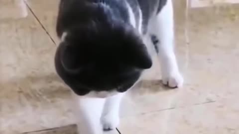 Baby Cats - Cute and 😂 Funny Cat Videos Compilation 🐈 #3 || Cutest Kitten