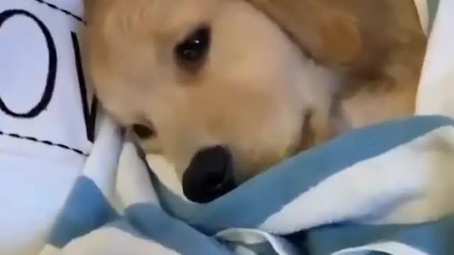 This dog is ready for sleep