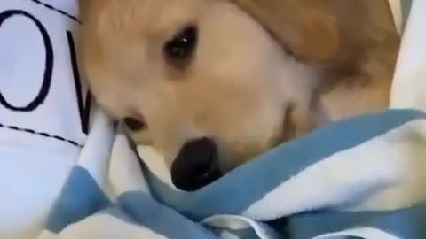 This dog is ready for sleep