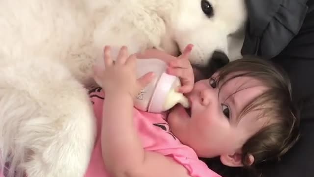 Loving samoyed preciously cuddles with cute baby