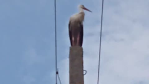 da sitzt was auf den Masten #shorts #storch #störche