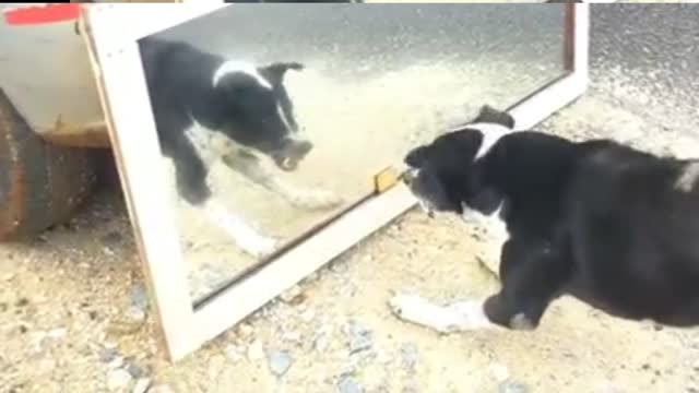 Hilarious,Mirror Prank Dog