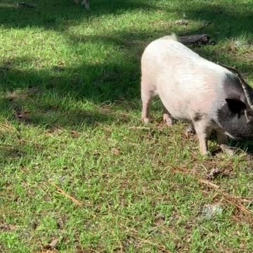 Potbelly pigs free range