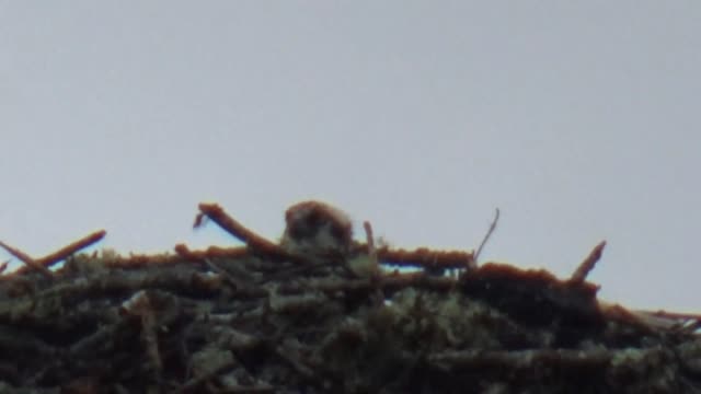 Osprey Nest