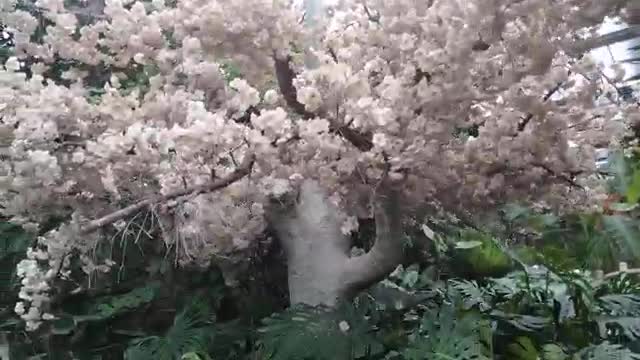 This tree is full of flowers