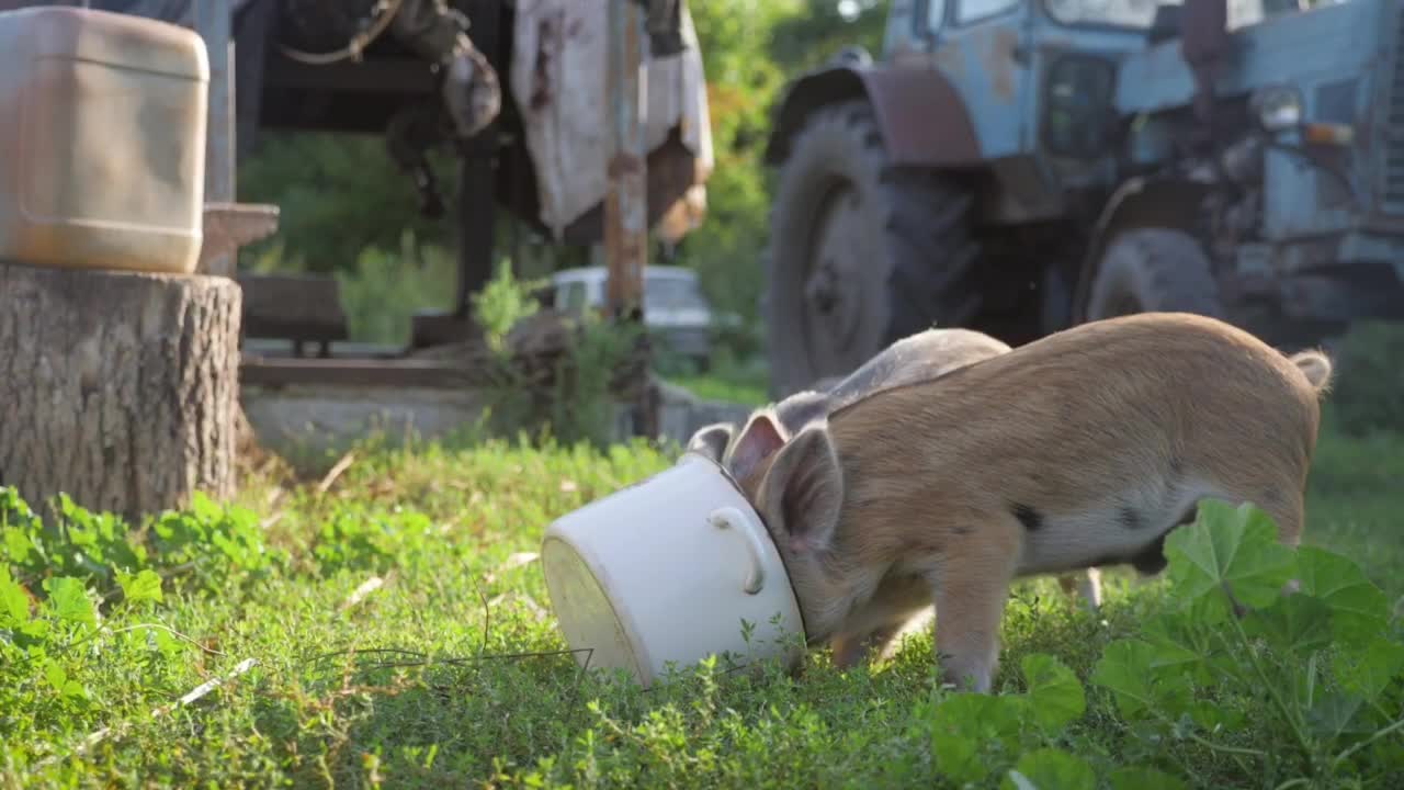 FUNNY CUTE LITTLE PIGLETS EATING THEIR FOOD JOINTLY 🐖🐖🐖