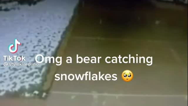 Very cute bear 🐻 catching snowflakes 🥺