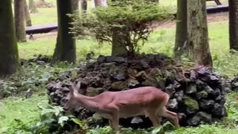 Natural monument roe deer