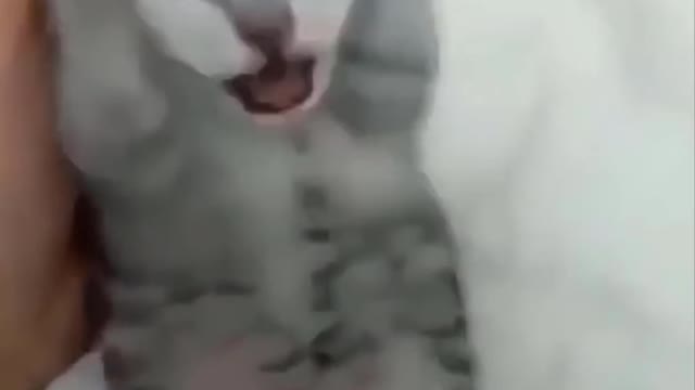 AWW SO CUTE! Cutest baby animals Videos Compilation Cute