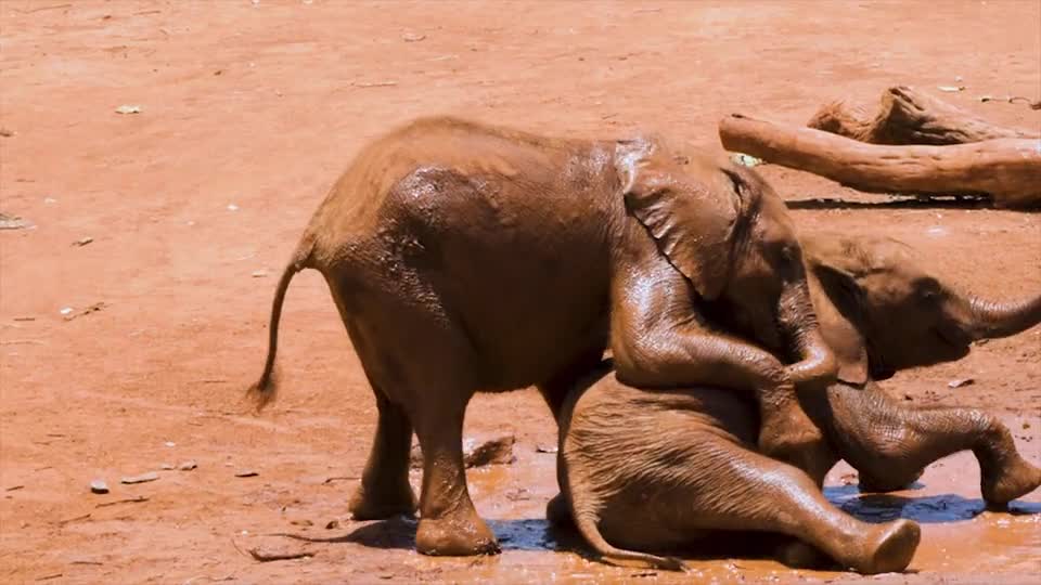 Baby Elephants Playing In The Mud Viral HD