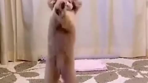 Funny dog video