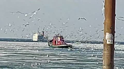 So cool watching icebreaking Cleveland 2/1/22