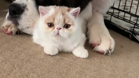 Huge Dog Lovingly Licks Feline Friend