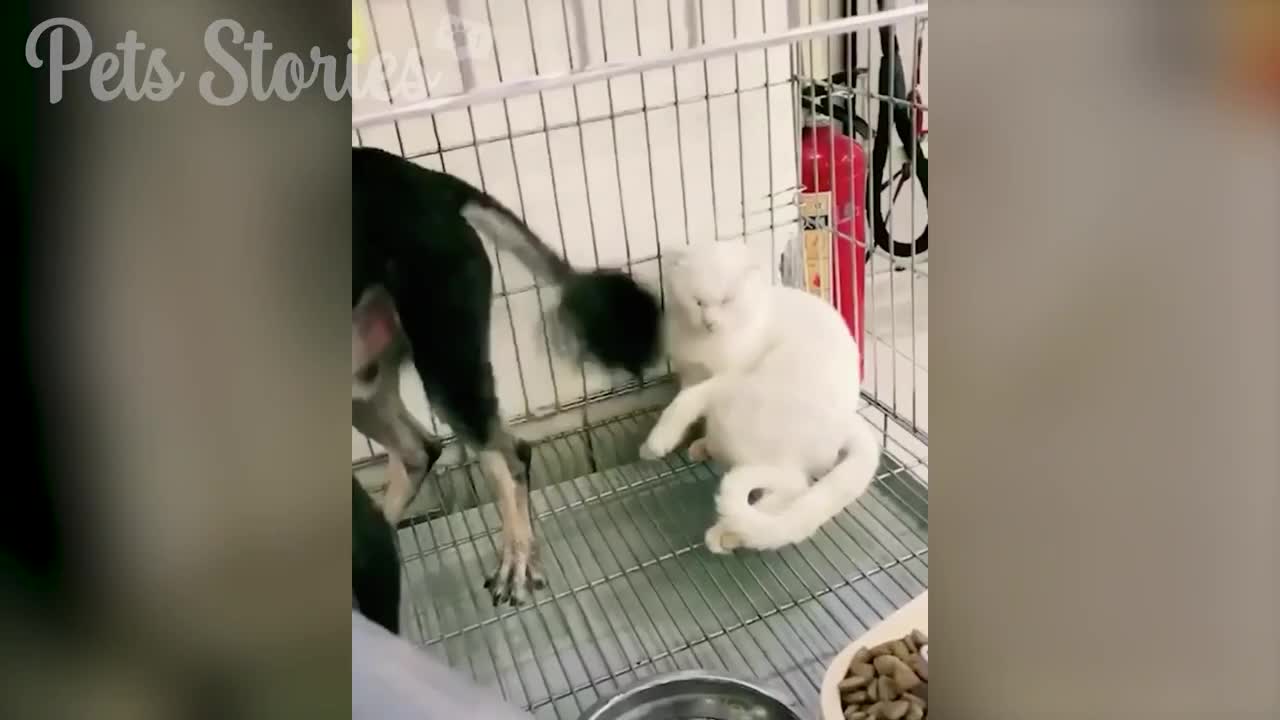 Funniest Cats And Dogs🤣😻