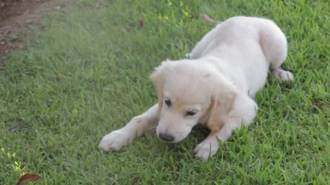 Dog 🐕 playing in ground