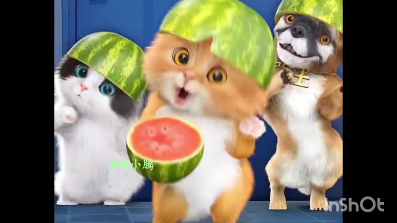 Cute Cat