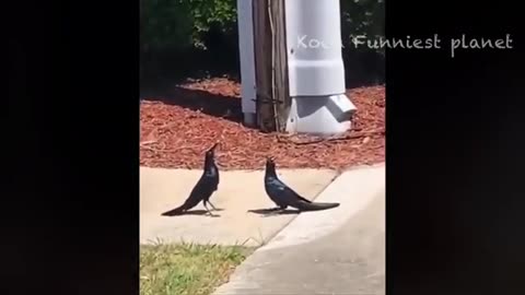 Comedy with Animals 😅😀