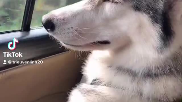 Dog Gets Drowsy During Drive