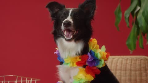 A border collie wearing colorful garland