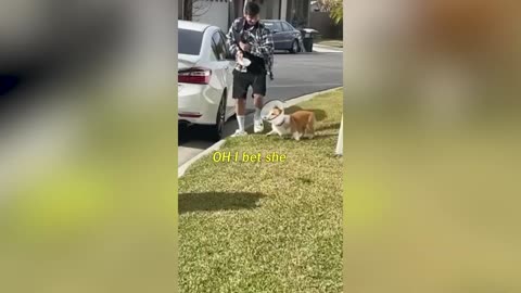 Cute and Funny Dog Voiceovers You Can't Resist!