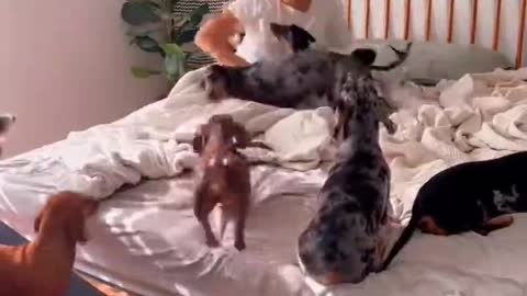 101 Dalmatians. but Weens PART 1 #shorts #dog #dachshund #viral