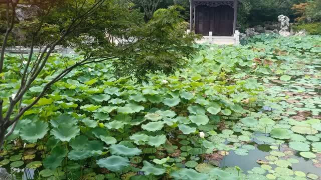 The lotus flowers in the pond are very beautiful