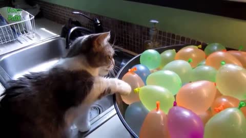 cat v/s balloons