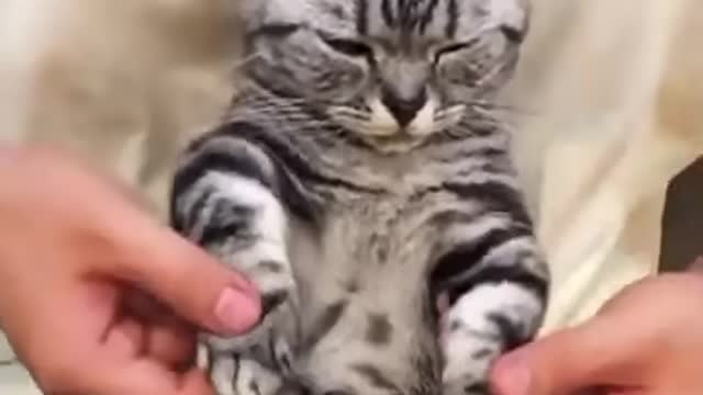 Cat has moves