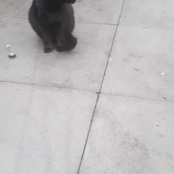 Pregnant Angry Black Cat Cursing at Me!😂