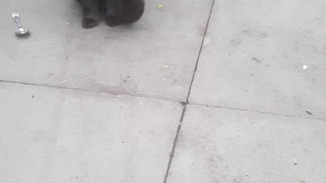 Pregnant Angry Black Cat Cursing at Me!😂