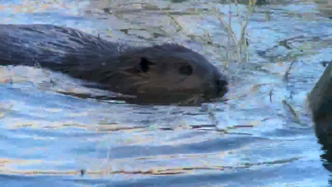Feed your local beaver