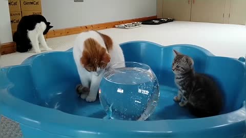 Kitten Reacts To Robo Fish