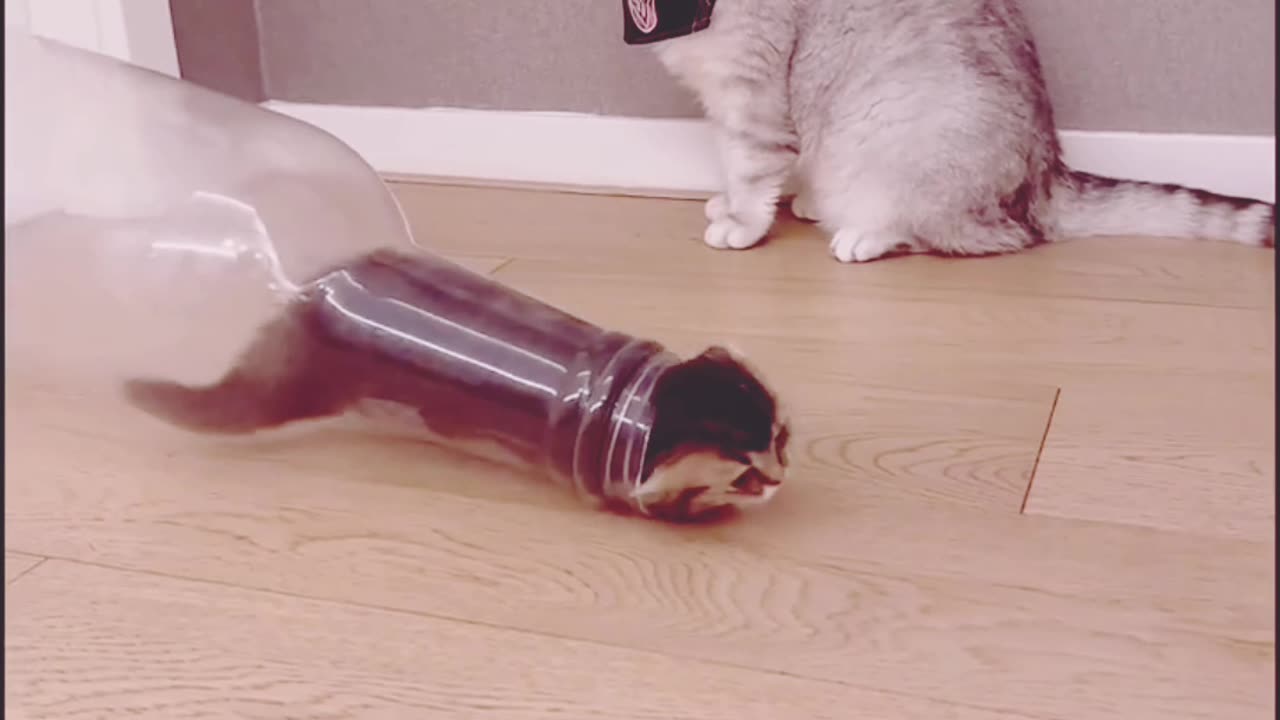 Funny viral videos